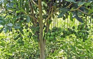 夏威夷果高產(chǎn)栽培技術(shù)