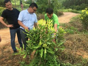 廣西堅(jiān)果協(xié)會(huì)科技特派員王文林團(tuán)長(zhǎng)帶領(lǐng)堅(jiān)果產(chǎn)業(yè)服務(wù)團(tuán)到我公司基地進(jìn)行技術(shù)指導(dǎo)