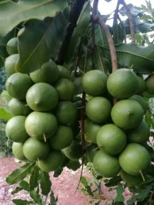 -----.如何減少生理時(shí)期的落果 ----